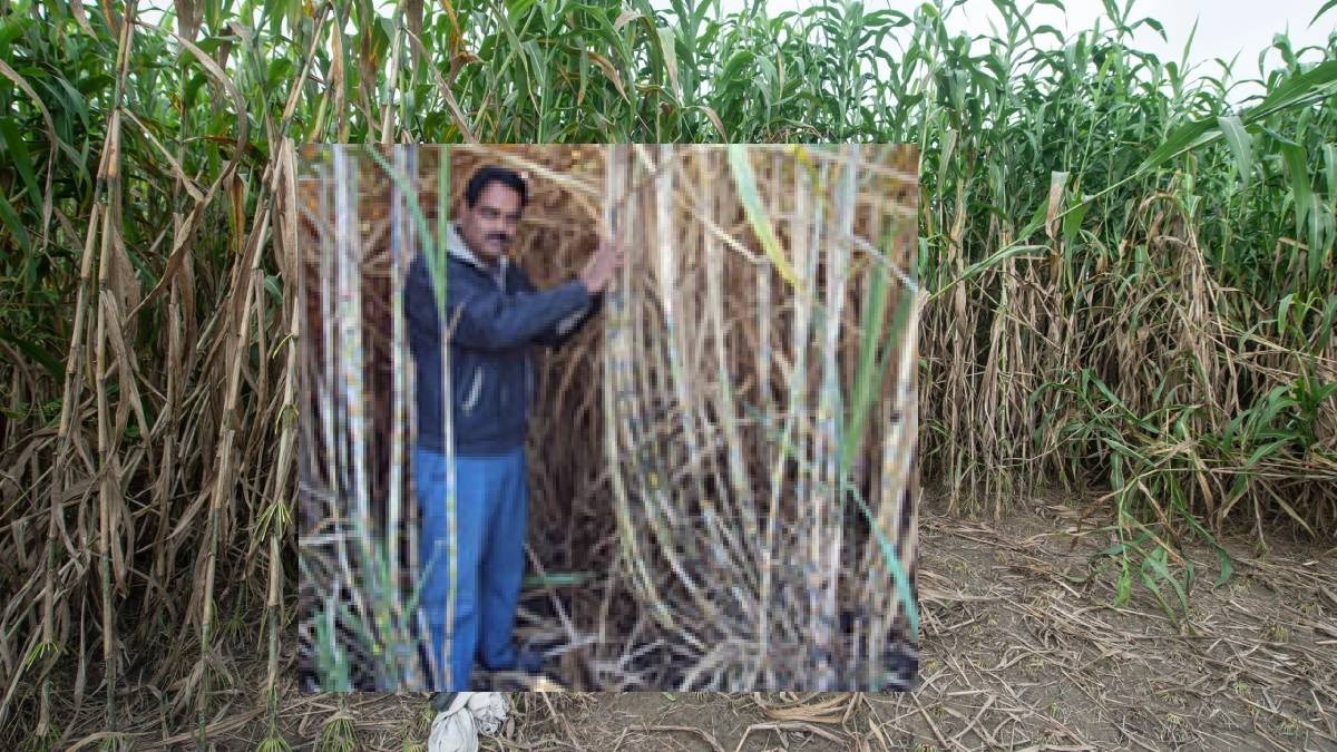 Sugarcane Cultivation