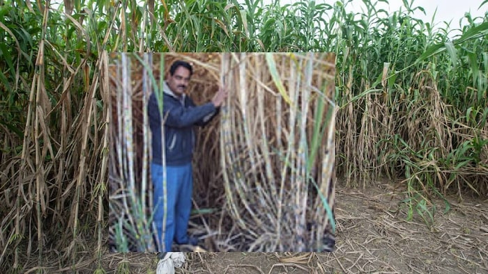 Sugarcane Cultivation