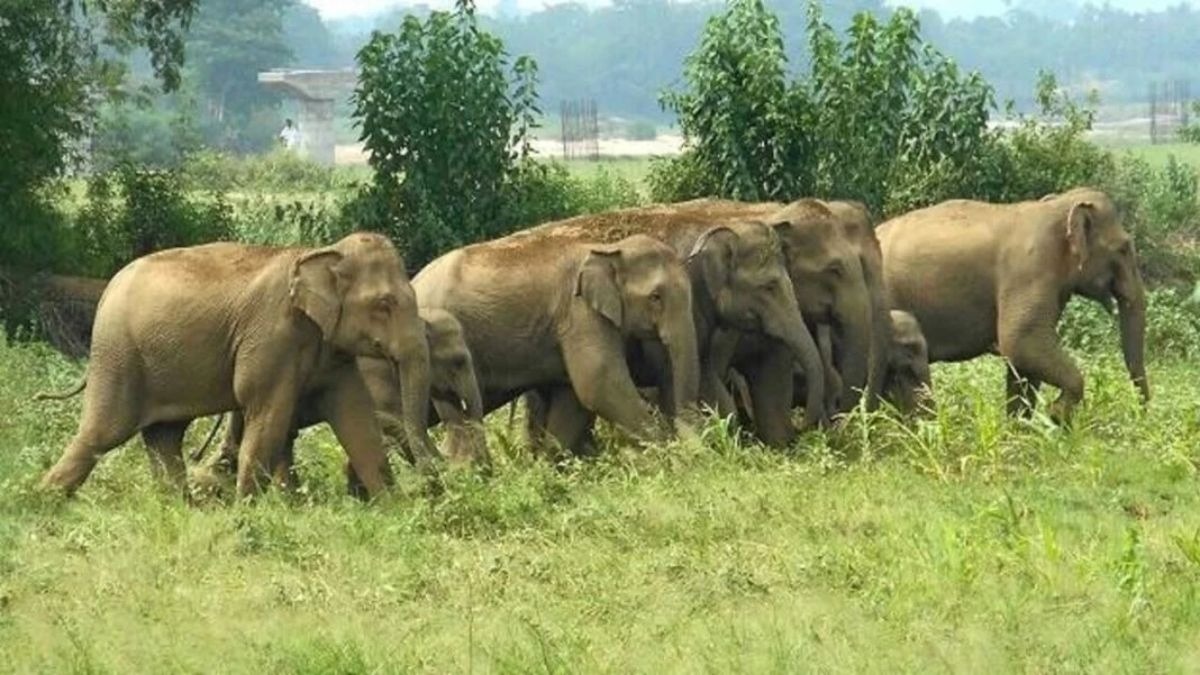 हाथियों के आतंक से मिलेगी राहत