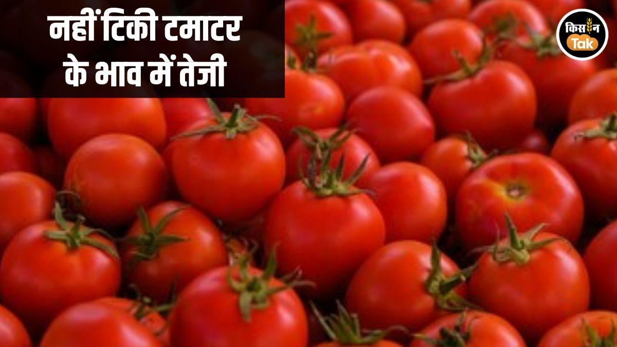 Tomato Price Fall