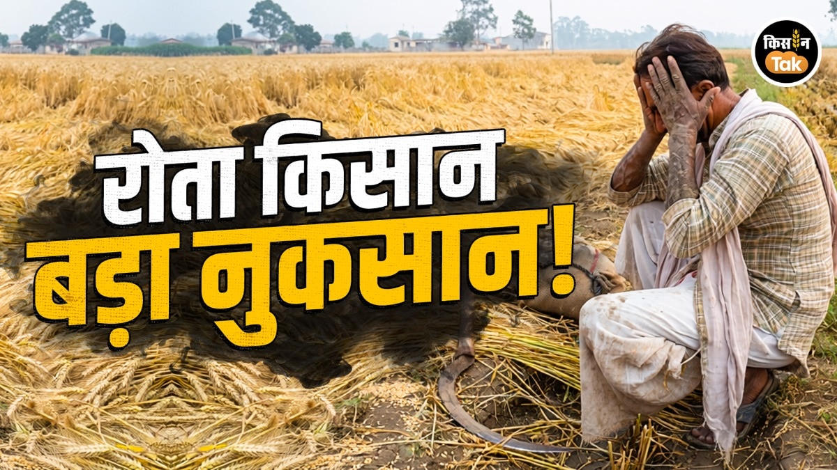 wheat crop loss