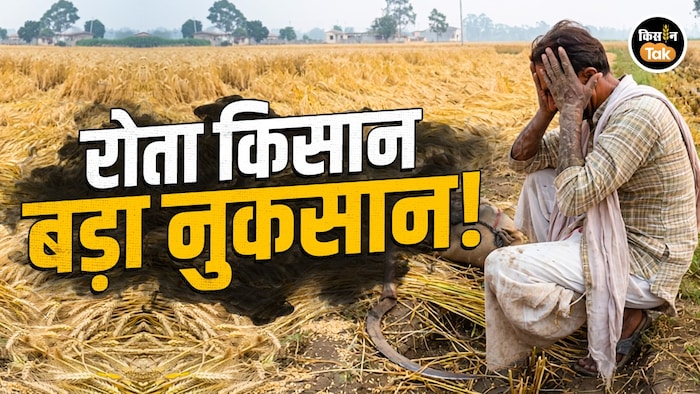 wheat crop loss