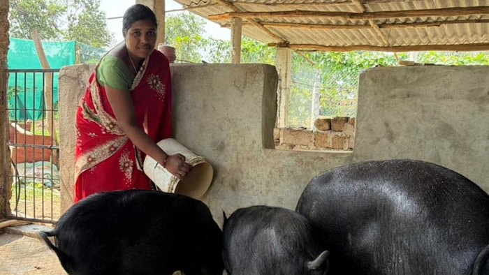 सूअर पालन ने बदली किस्मत