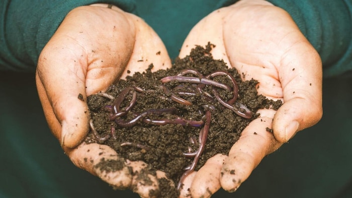 Organic fertilizer