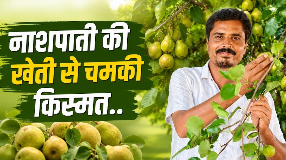 बंजर जमीन पर उगाया मुनाफे का बाग, नाशपाती की खेती और एग्री-टूरिज्म से किसान की लाखों में कमाई बंजर जमीन पर उगाया मुनाफे का बाग, नाशपाती की खेती और एग्री-टूरिज्म से किसान की लाखों में कमाई
