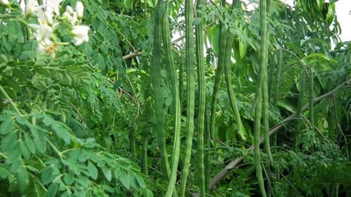 Moringa Farming: बरसात में लगाएं सहजन की ये खास किस्म, NSC बेच रहा सिर्फ 70 रुपये में बीज