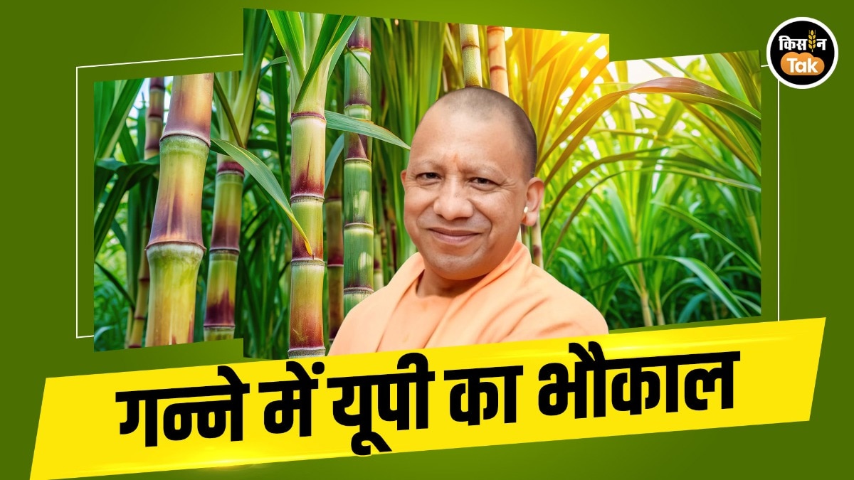 गन्ना उत्पादन में यूपी नंबर-1