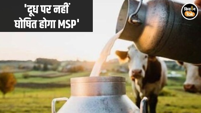 Milk MSP