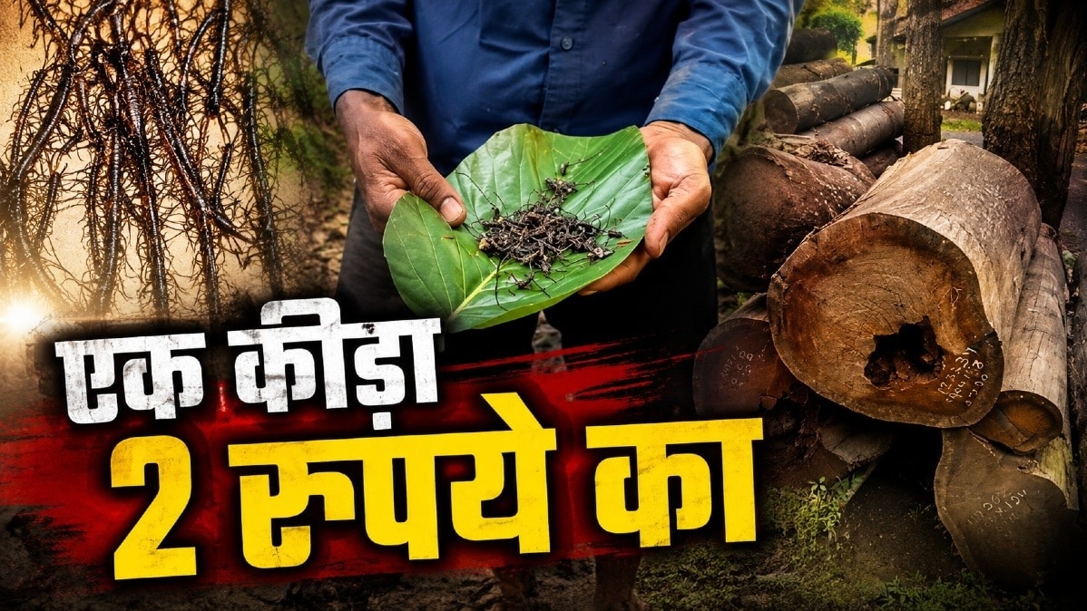 Two Rupee Reward for Sal Borer Insect MP Dindori