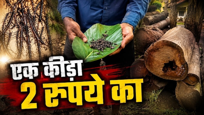 Two Rupee Reward for Sal Borer Insect MP Dindori