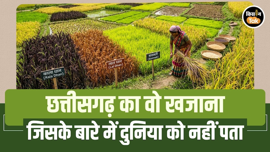 देश में सबसे बड़ा धान का खजाना! छत्तीसगढ़ के इस जैव संग्रहालय में सुरक्षित हैं 23,250 दुर्लभ किस्में देश में सबसे बड़ा धान का खजाना! छत्तीसगढ़ के इस जैव संग्रहालय में सुरक्षित हैं 23,250 दुर्लभ किस्में