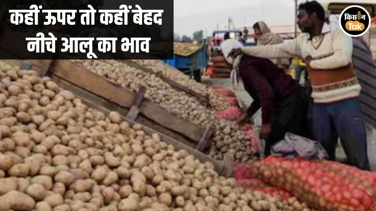 Potato Price