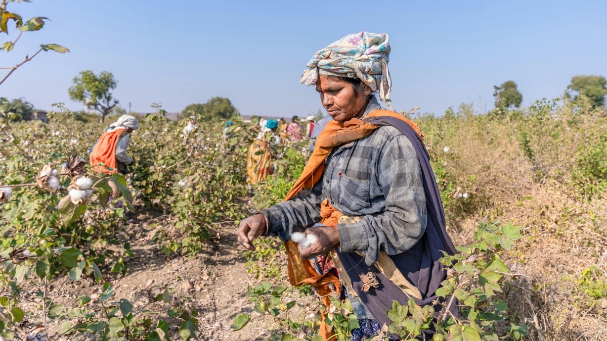 कपास किसानों के लिए बायर का नया कीटनाशक ‘ट्रांस’ लॉन्च, इन कीटों से मिलेगा छुटकारा
