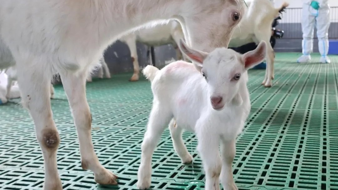 China made clones of goats to produce more milk. Will it work?