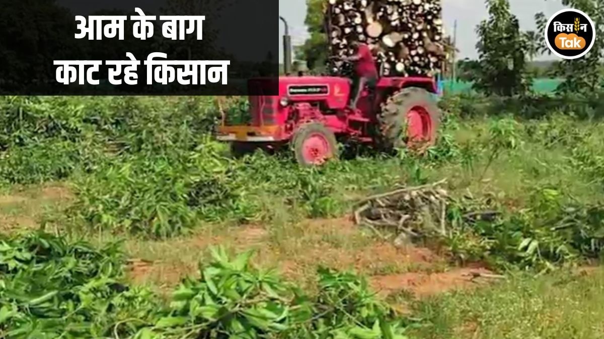 कर्नाटक के इस जिले में टमाटर के बाद आम किसानों पर संकट, दाम गिरने के कारण बाग काटने को मजबूर