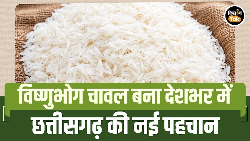 छत्तीसगढ़ का यह खुशबूदार चावल बना देश की पसंद, इस जिले के किसानों और महिलाओं की बदली किस्मत छत्तीसगढ़ का यह खुशबूदार चावल बना देश की पसंद, इस जिले के किसानों और महिलाओं की बदली किस्मत