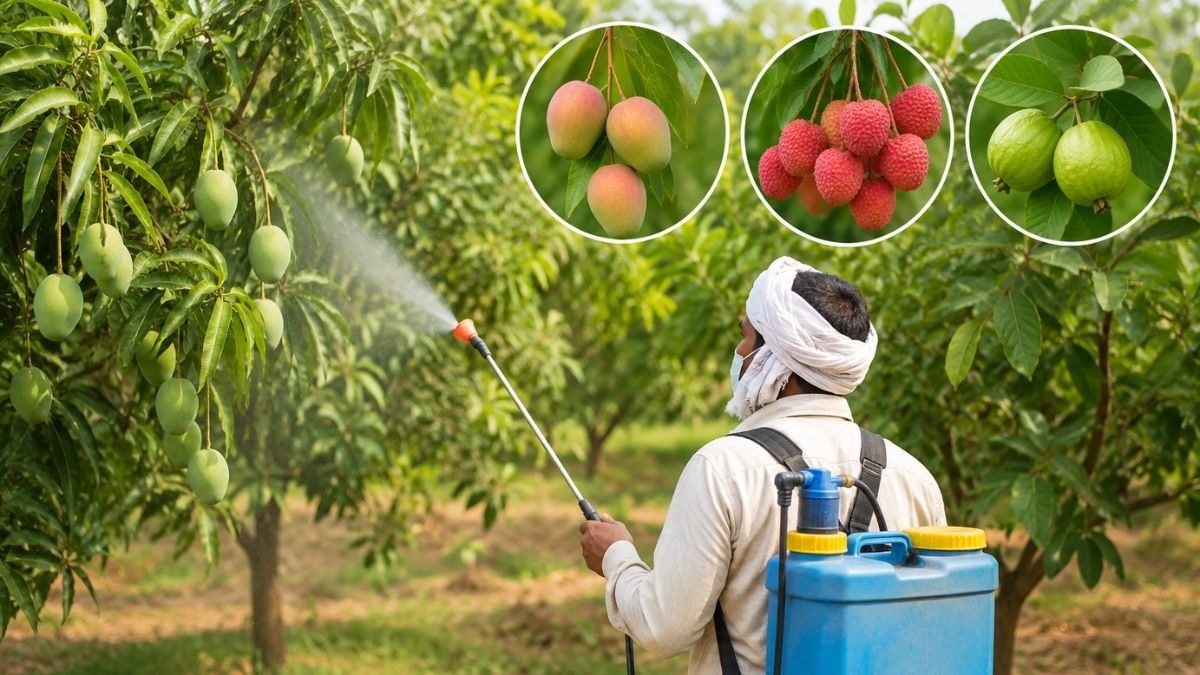 Bihar Orchard Pest Management Subsidy Scheme