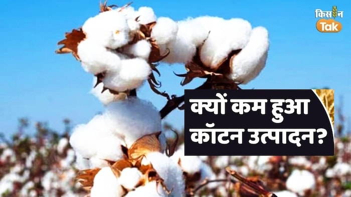 कॉटन उत्पादन में कमी ने बढ़ाई चिंता.