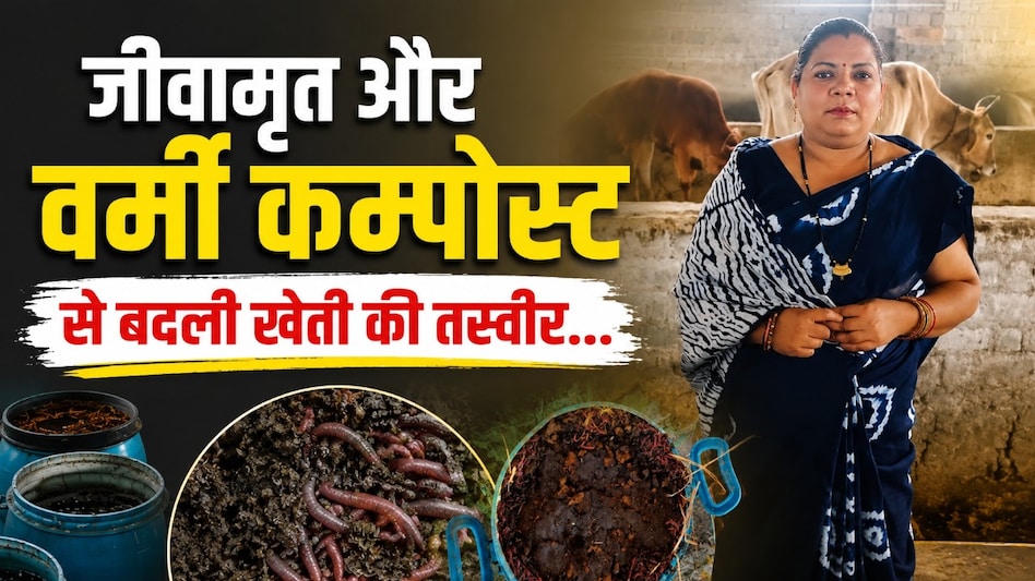 जीवामृत और वर्मी कम्पोस्ट से बदली खेती की तस्वीर, सरगुजा की महिला किसान ने घटाई लागत, बढ़ाई आत्मनिर्भरता जीवामृत और वर्मी कम्पोस्ट से बदली खेती की तस्वीर, सरगुजा की महिला किसान ने घटाई लागत, बढ़ाई आत्मनिर्भरता