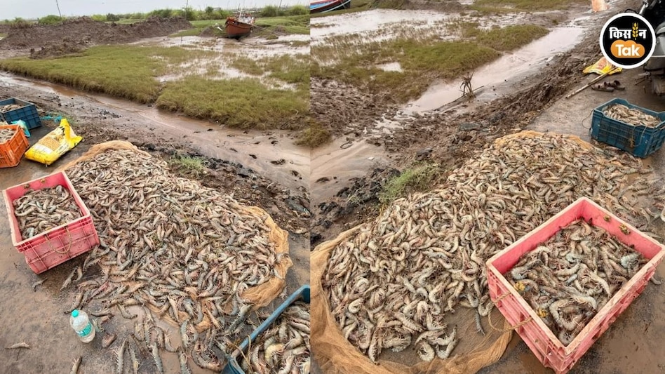 Shrimp in Flood: बाढ़ के पानी में समतल हो गए झींगा के 16 सौ तालाब, 800 करोड़ का हुआ नुकसान Shrimp in Flood: बाढ़ के पानी में समतल हो गए झींगा के 16 सौ तालाब, 800 करोड़ का हुआ नुकसान