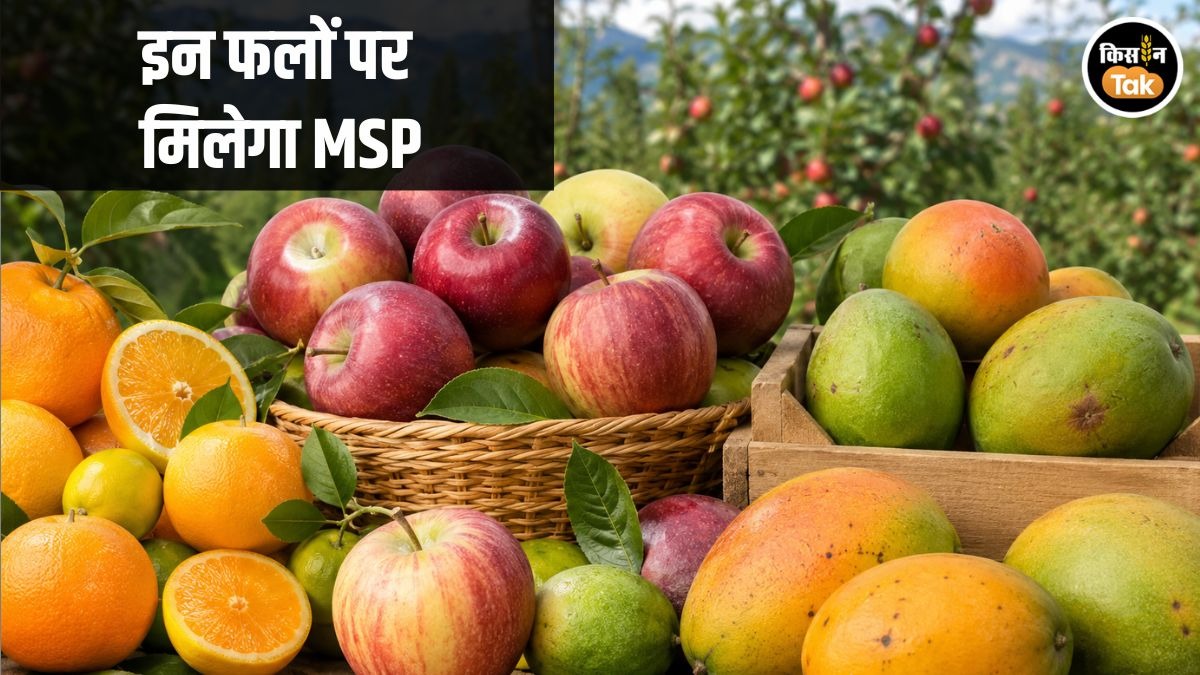 Himachal Fruit MIS MSP