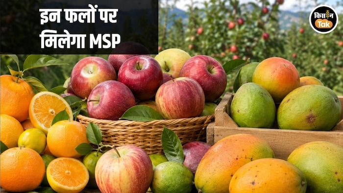 Himachal Fruit MIS MSP