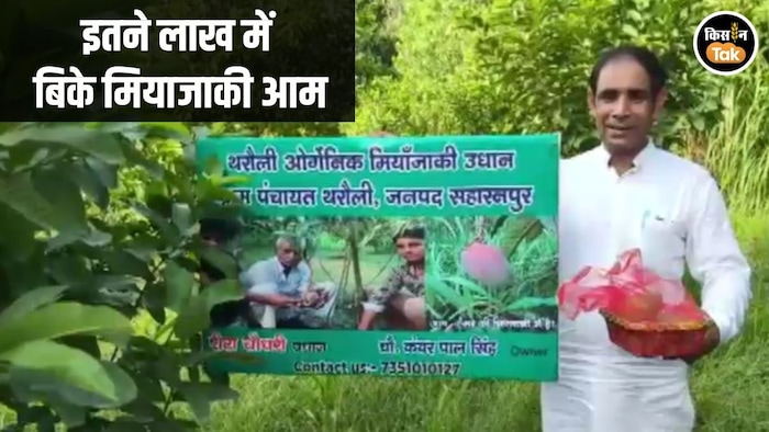 Businessman buys expensive mango for mothers