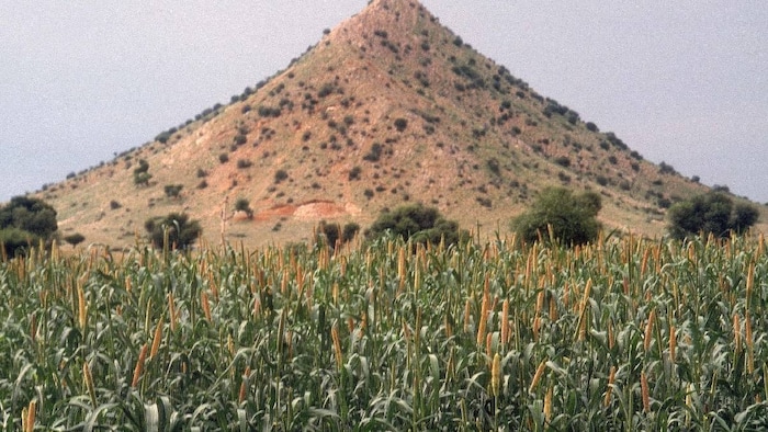 Pearl Millet Hybrid Varieties