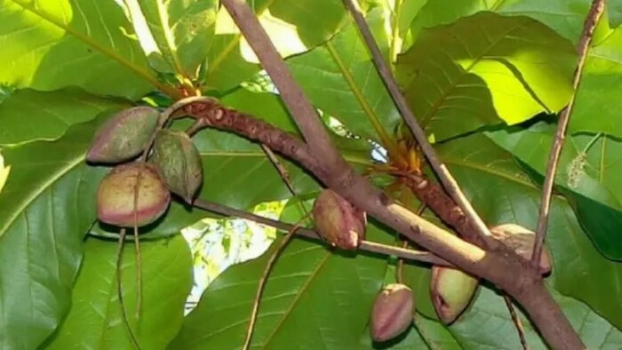 Almond Production Kashmir