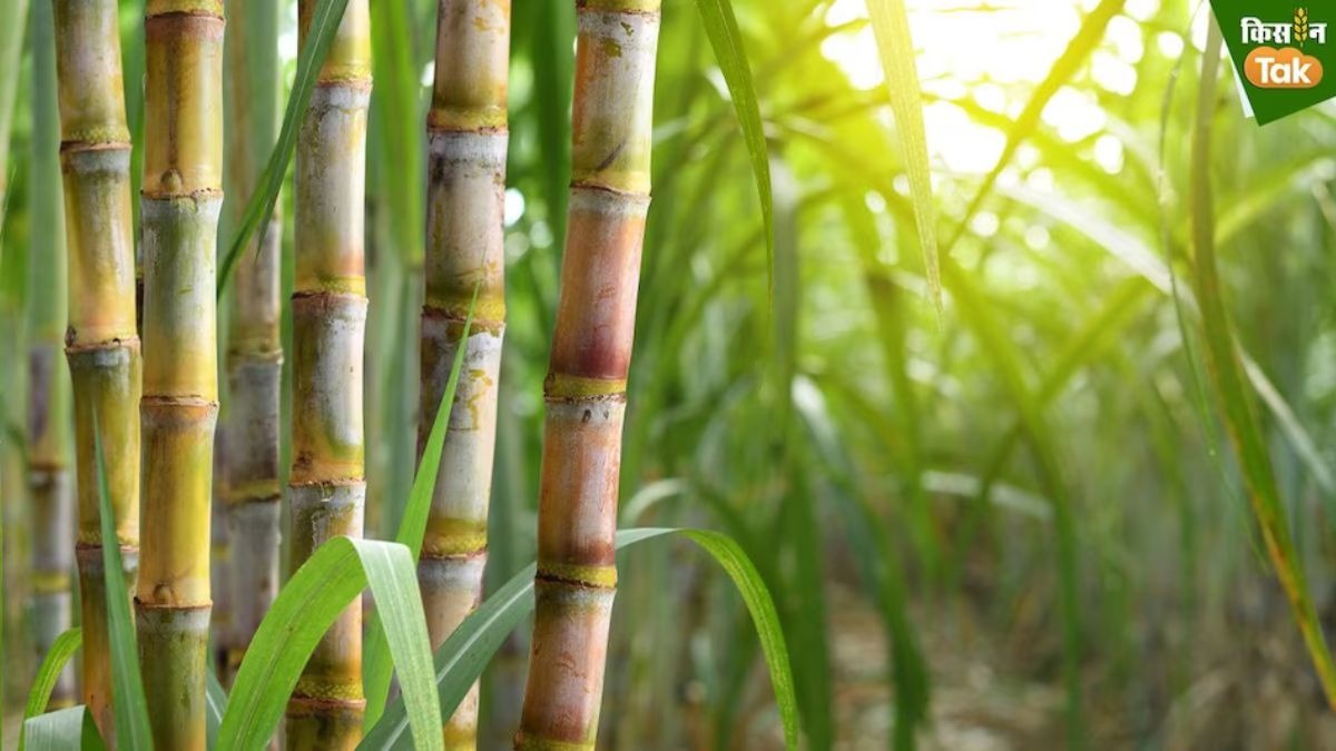 Bihar Sugarcane Farming Target Set