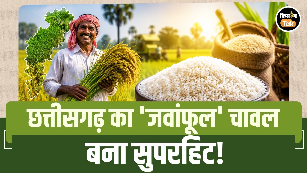 छत्तीसगढ़ का 'जवांफूल' चावल बना सुपरहिट! ₹180 किलो दाम, रायपुर से दिल्ली तक जबरदस्त डिमांड
