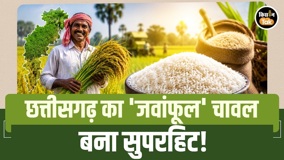छत्तीसगढ़ का 'जवांफूल' चावल बना सुपरहिट! ₹180 किलो दाम, रायपुर से दिल्ली तक जबरदस्त डिमांड छत्तीसगढ़ का 'जवांफूल' चावल बना सुपरहिट! ₹180 किलो दाम, रायपुर से दिल्ली तक जबरदस्त डिमांड