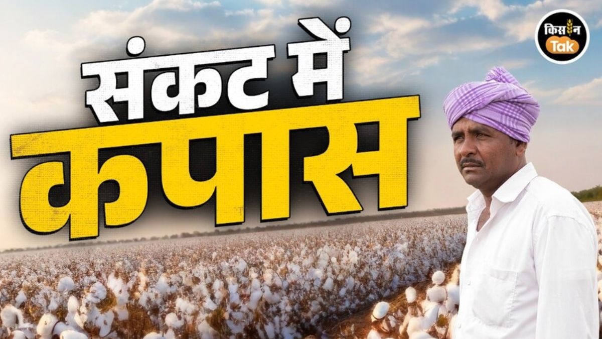 कपास पर संकट है भारी