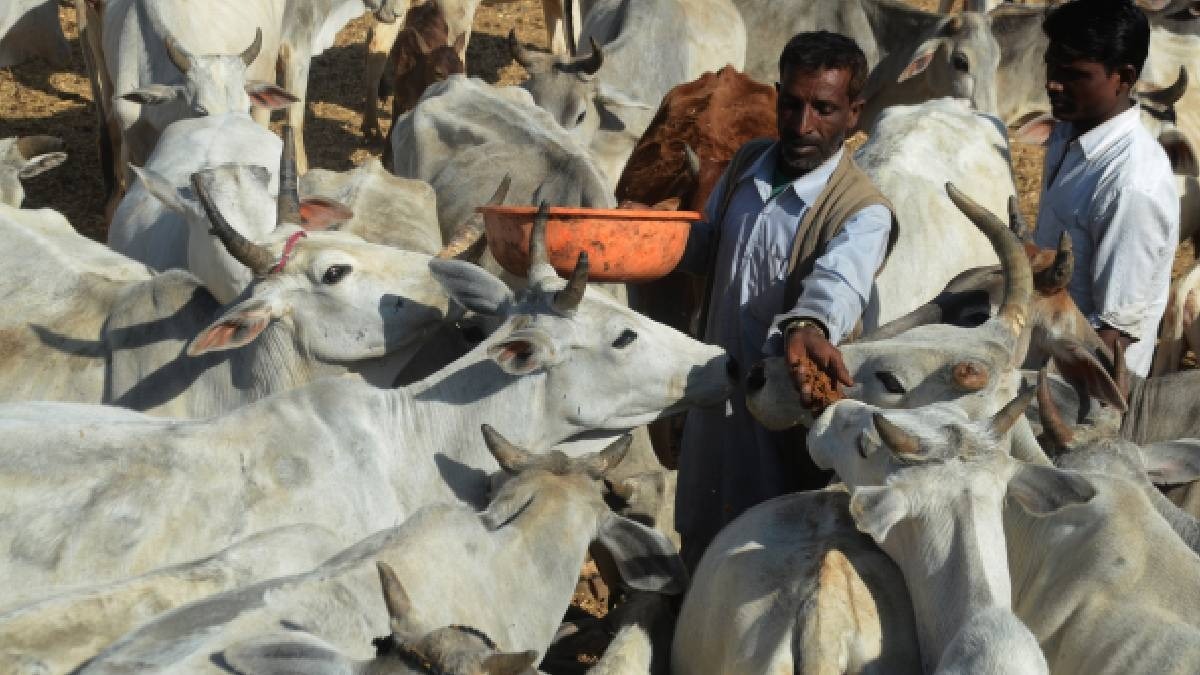 FMD Vaccination