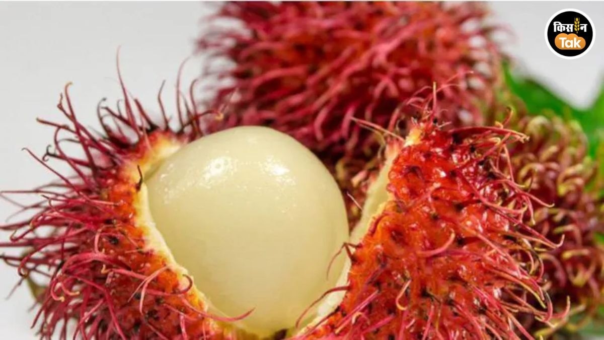 rambutan fruit farming boom in kerala