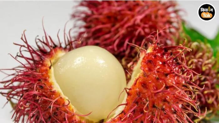 rambutan fruit farming boom in kerala