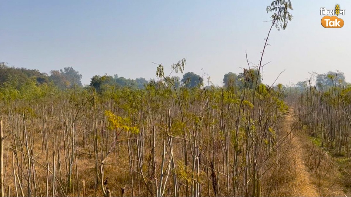 Green Fodder: हरे चारे संग मिलाकर खिलाएं ये पत्तियां, बकरियों का दूध-मीट दोनों बढ़ेंगे