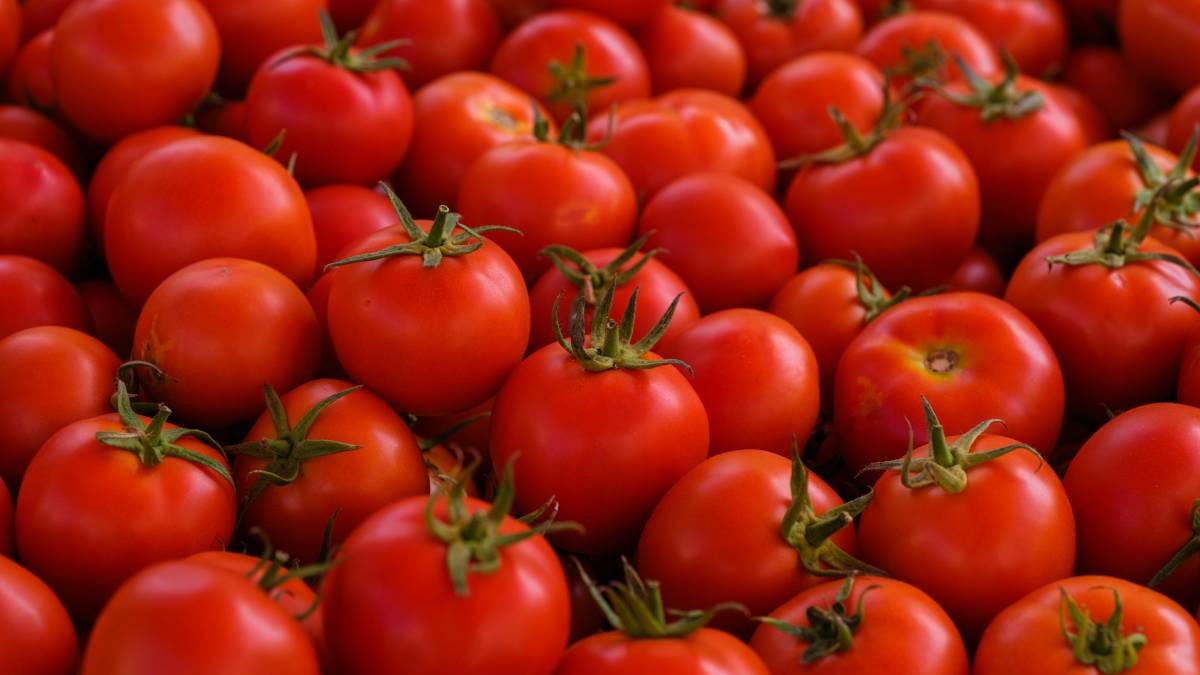 Tomato Price: टमाटर के थोक भाव में गिरावट जारी... MP-महाराष्‍ट्र की मंडियों में इतना है ताजा रेट
