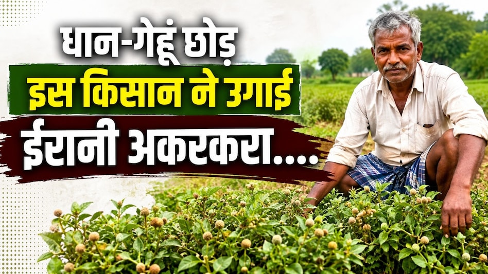 धान-गेहूं छोड़ इस किसान ने उगाई ईरानी अकरकरा, 8 महीने की औषधीय फसल से कई गुना कमाई; अब बन गए मिसाल धान-गेहूं छोड़ इस किसान ने उगाई ईरानी अकरकरा, 8 महीने की औषधीय फसल से कई गुना कमाई; अब बन गए मिसाल