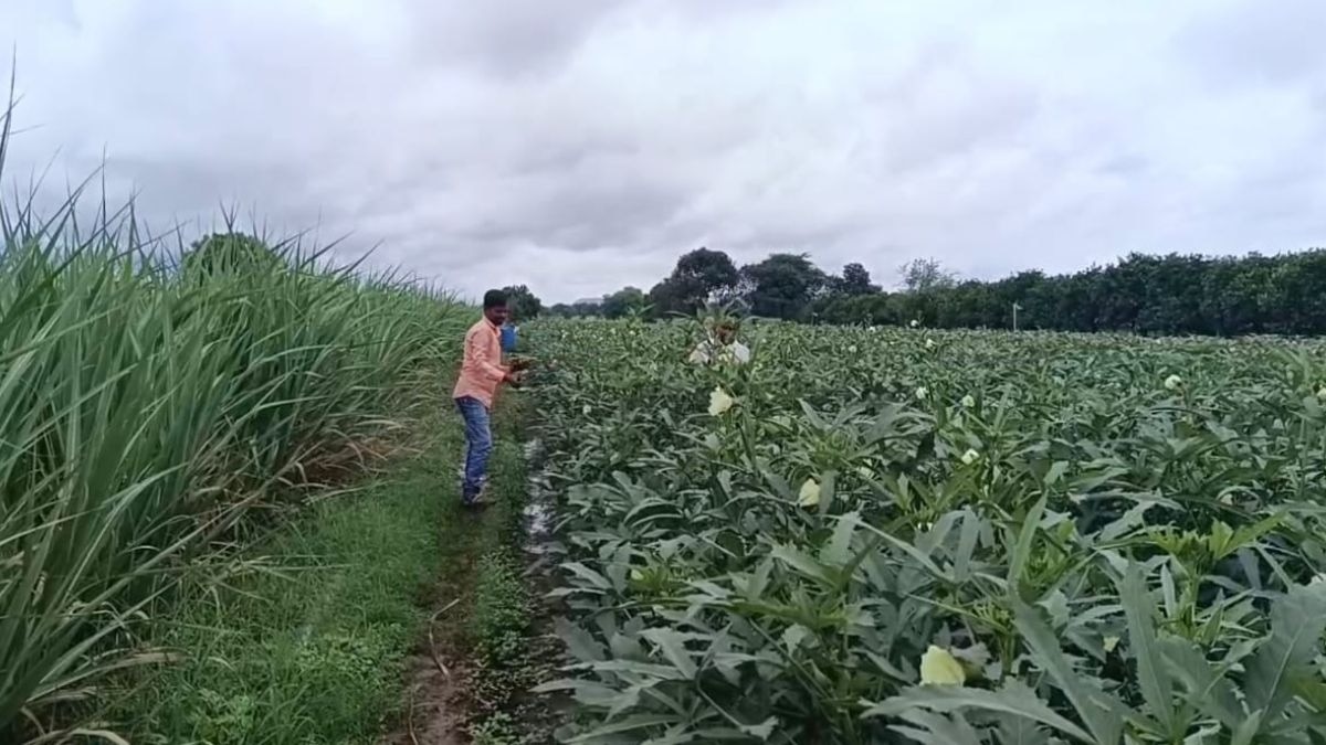 Okra Farming Jalna Farmers