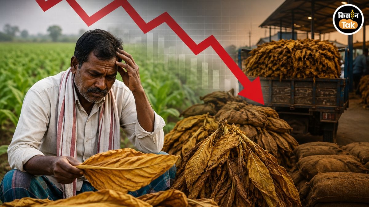 तंबाकू की कीमतों में गिरावट
