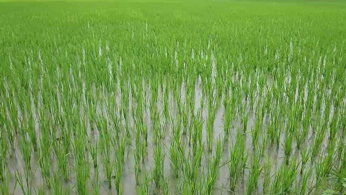 बारिश बनी किसानों के लिए राहत