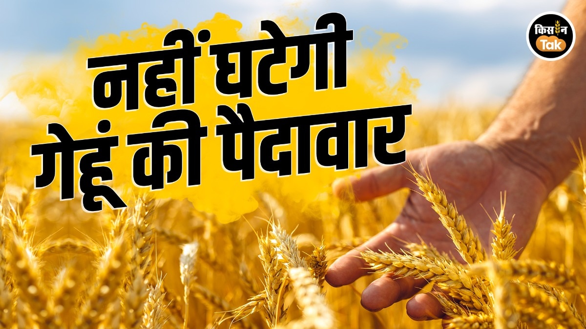 wheat production