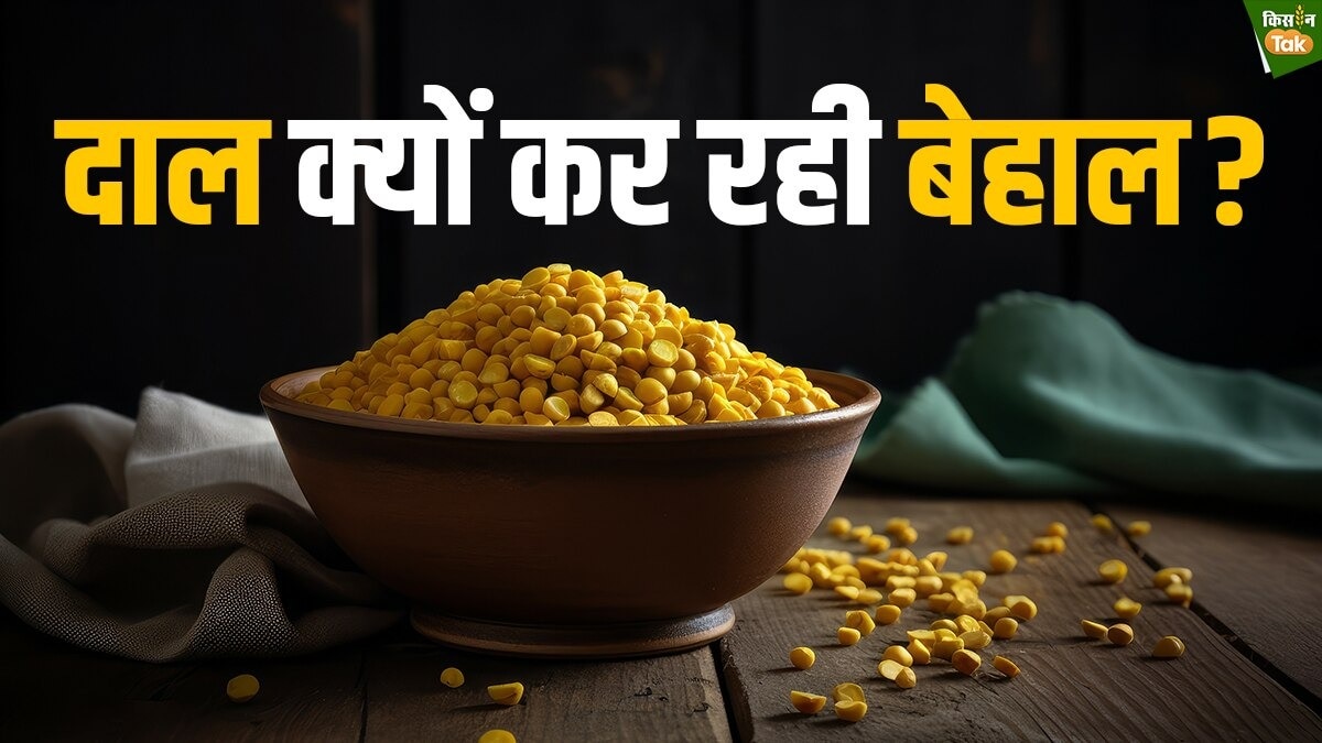 दालों का क्यों बढ़ रहा है इतना दाम? 