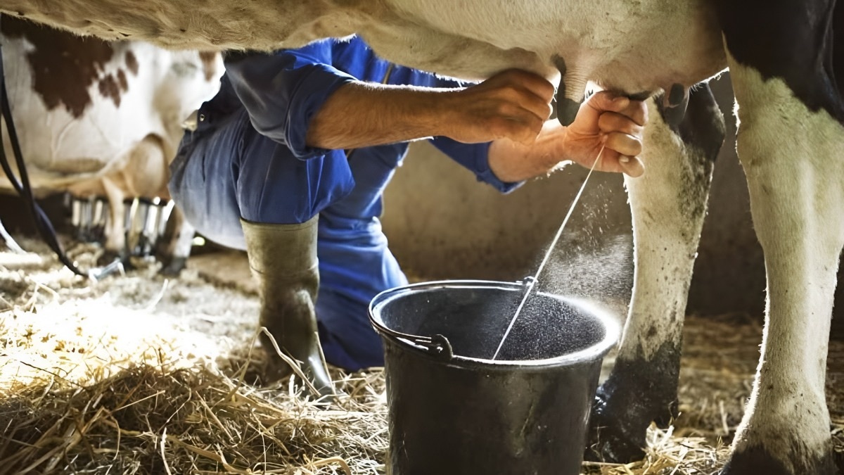 milking cow