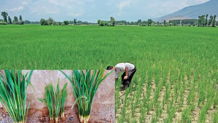 धान में बौनापन बीमारी
