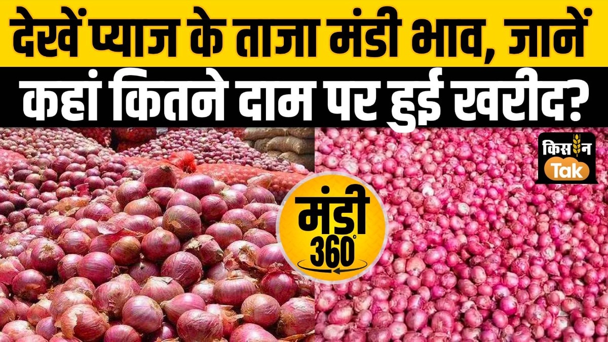 onion price
