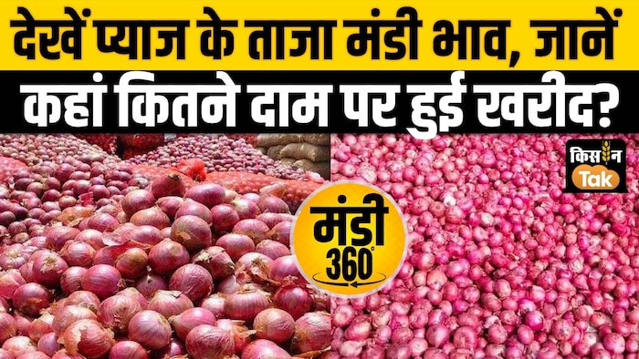 onion price