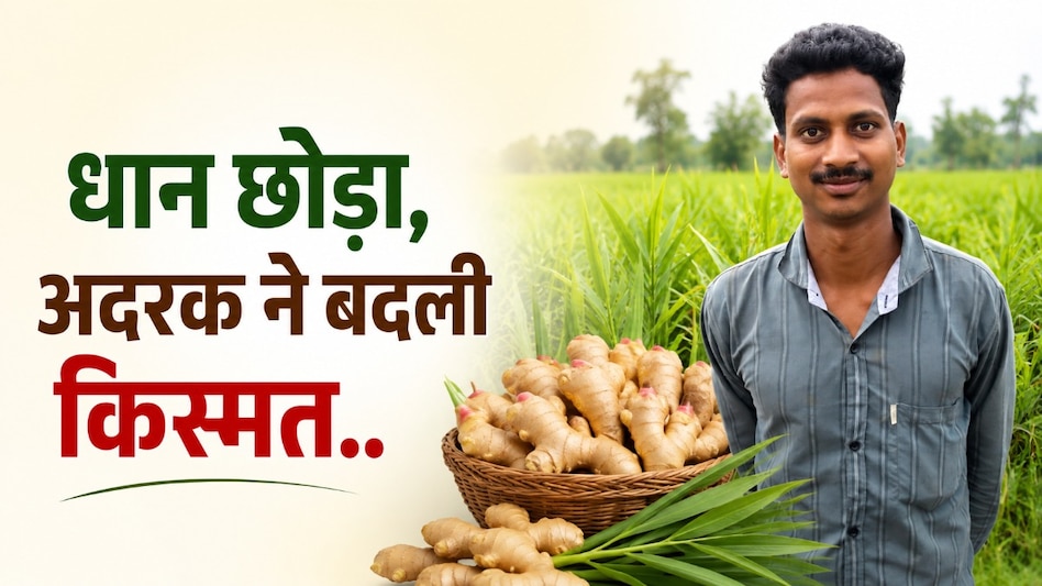 धान छोड़ अदरक से बदली किस्मत! सरगुजा के किसान ने पौन एकड़ में कमाए 4.5 लाख रुपये, अब बढ़ाया रकबा धान छोड़ अदरक से बदली किस्मत! सरगुजा के किसान ने पौन एकड़ में कमाए 4.5 लाख रुपये, अब बढ़ाया रकबा