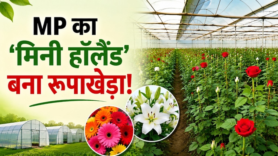 मध्यप्रदेश का ‘मिनी हॉलैंड’ बना रूपाखेड़ा, पॉलीहाउस में खिल रहे विदेशी फूल मध्यप्रदेश का ‘मिनी हॉलैंड’ बना रूपाखेड़ा, पॉलीहाउस में खिल रहे विदेशी फूल